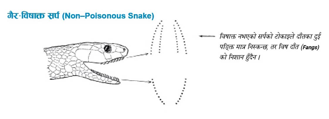 Non-Poisonous Snake
